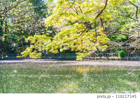 【東京都】井の頭恩賜公園の桜　水面の花筏 118217145
