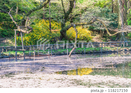 【東京都】井の頭恩賜公園の桜　水面の花筏 118217150