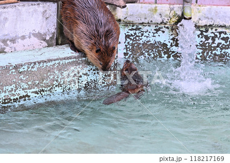 アメリカビーバーの親子 ヒノトントンZOO (羽村市動物公園) アメリカビーバーの親子 ヒノトントンZOO (羽村市動物公園) 118217169