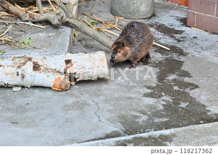 可愛いアメリカビーバーの赤ちゃん　ヒノトントンZOO 　(羽村市動物公園） 118217362