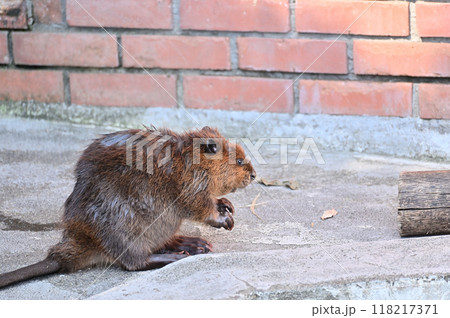 可愛いアメリカビーバーの赤ちゃん　ヒノトントンZOO 　(羽村市動物公園） 118217371