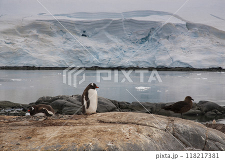 Gentoo Penguin, Pygoscelis papua, Antartica. 118217381