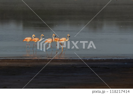 Flamingos rest in a salty lagoon, La Pampa  118217414