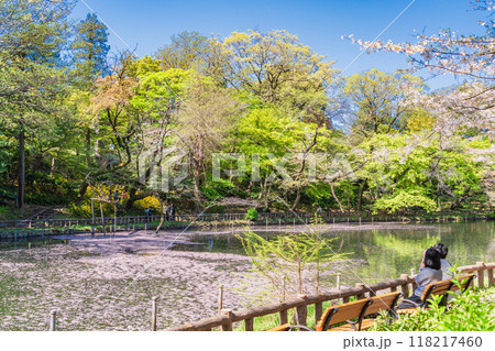 【東京都】井の頭恩賜公園 散りゆく桜・花筏を眺める人達 【東京都】井の頭恩賜公園 散りゆく桜・花筏を眺める人達 118217460