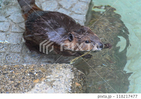 大事な枝を咥える可愛いアメリカビーバーの赤ちゃん　ヒノトントンZOO 　(羽村市動物公園） 118217477