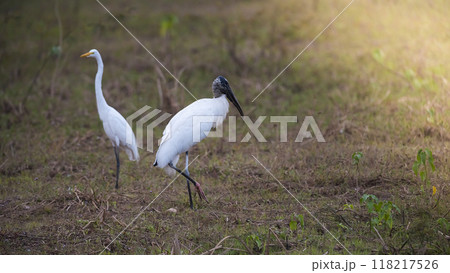 Jabiru fishing, Pantanal, Brazil Jabiru fishing, Pantanal, Brazil 118217526