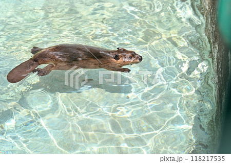 楽しそうに泳ぐ可愛いアメリカビーバーの赤ちゃん ヒノトントンZOO (羽村市動物公園) 楽しそうに泳ぐ可愛いアメリカビーバーの赤ちゃん ヒノトントンZOO (羽村市動物公園) 118217535