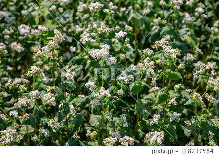 Close up of flowers of buckwheat. Blooming buckwheat field Close up of flowers of buckwheat. Blooming buckwheat field 118217584