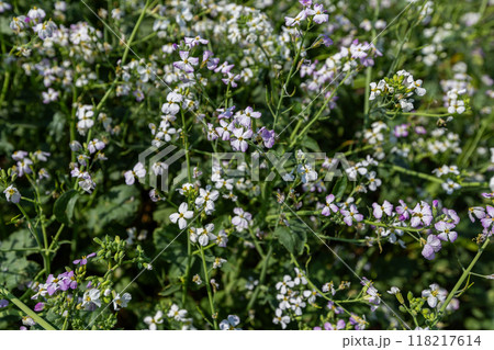 oilseed radish grows in the field 118217614