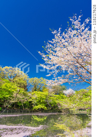 【東京都】井の頭恩賜公園 満開の桜・水面の花筏 【東京都】井の頭恩賜公園 満開の桜・水面の花筏 118217628