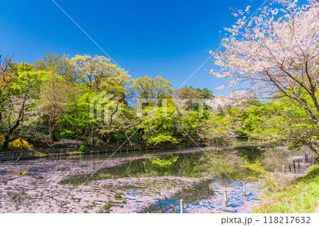 【東京都】井の頭恩賜公園　満開の桜・水面の花筏 118217632