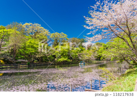 【東京都】井の頭恩賜公園　満開の桜・水面の花筏 118217638