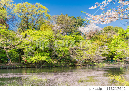 【東京都】井の頭恩賜公園　満開の桜・水面の花筏 118217642