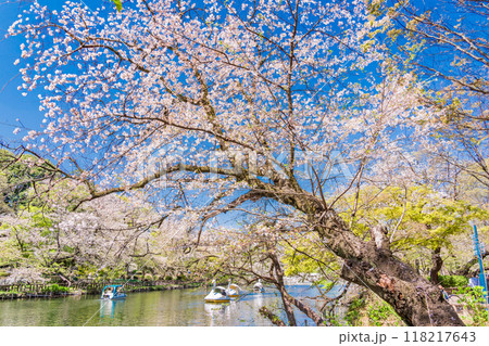【東京都】井の頭恩賜公園　満開の桜・水面の花筏 118217643