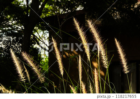 Soft silk grass in the morning 118217655