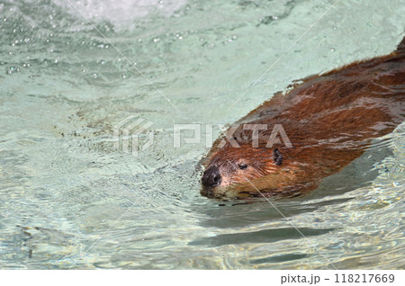 優雅に泳ぐアメリカビーバーの赤ちゃん　ヒノトントンZOO 　(羽村市動物公園） 118217669