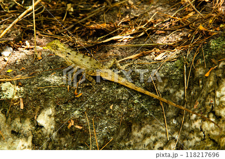 A tropical tree lizard A tropical tree lizard 118217696
