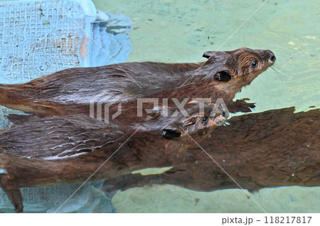 双子のアメリカビーバーの赤ちゃんと親　ヒノトントンZOO 　(羽村市動物公園） 118217817