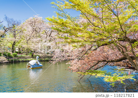 【東京都】桜満開の井の頭恩賜公園　ボート遊びを楽しむ人達 118217821
