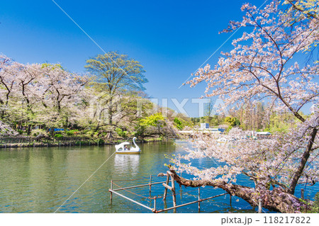 【東京都】桜満開の井の頭恩賜公園　ボート遊びを楽しむ人達 118217822