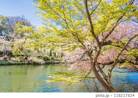 【東京都】桜満開の井の頭恩賜公園　ボート遊びを楽しむ人達 118217824