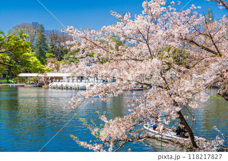 【東京都】桜満開の井の頭恩賜公園　ボート遊びを楽しむ人達 118217827