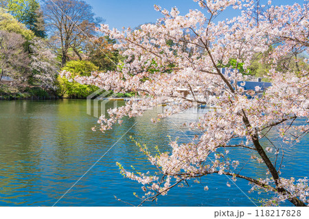 【東京都】桜満開の井の頭恩賜公園 ボート遊びを楽しむ人達 【東京都】桜満開の井の頭恩賜公園 ボート遊びを楽しむ人達 118217828