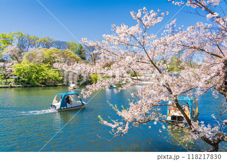 【東京都】桜満開の井の頭恩賜公園　ボート遊びを楽しむ人達 118217830