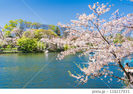 【東京都】桜満開の井の頭恩賜公園　ボート遊びを楽しむ人達 118217831