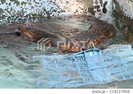 双子のアメリカビーバーの赤ちゃん　ヒノトントンZOO 　(羽村市動物公園） 118217908