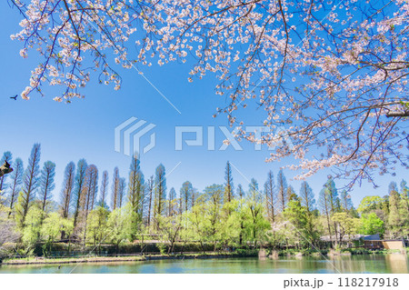 【東京都】桜満開の井の頭恩賜公園 118217918
