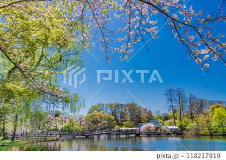 【東京都】桜満開の井の頭恩賜公園 118217919