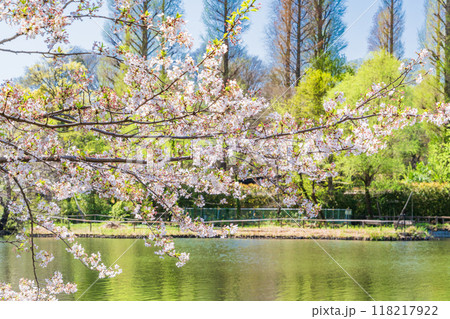 【東京都】桜満開の井の頭恩賜公園 【東京都】桜満開の井の頭恩賜公園 118217922