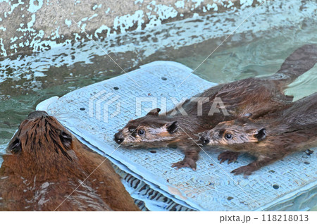 双子のアメリカビーバーの赤ちゃんと親　ヒノトントンZOO 　(羽村市動物公園） 118218013