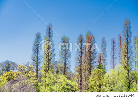 【東京都】井の頭恩賜公園の新緑 118218044