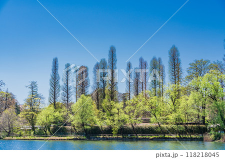 【東京都】井の頭恩賜公園の新緑 118218045