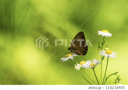 Ringlet butterfly sitting on a flower Ringlet butterfly sitting on a flower 118218405