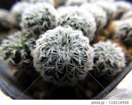 サボテン　赤ちゃん 118218488