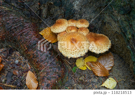 Pholiota squarrosa 118218513
