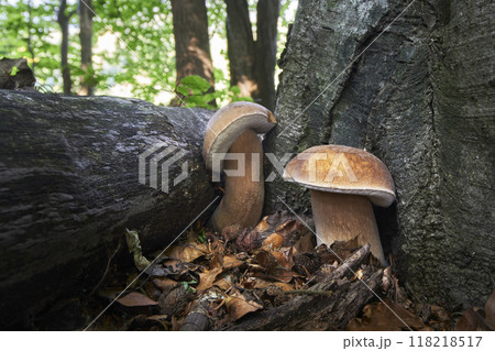 Boletus reticulatus Boletus reticulatus 118218517
