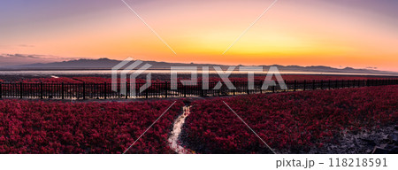 夕焼け光芒を浴びているシチメンソウ風景(七面草)「東よか干潟ビジターセンターひがさす(佐賀市」 夕焼け光芒を浴びているシチメンソウ風景(七面草)「東よか干潟ビジターセンターひがさす(佐賀市」 118218591