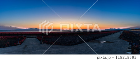 夕焼け光芒を浴びているシチメンソウ風景(七面草)「東よか干潟ビジターセンターひがさす(佐賀市」 夕焼け光芒を浴びているシチメンソウ風景(七面草)「東よか干潟ビジターセンターひがさす(佐賀市」 118218593