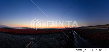 夕焼け光芒を浴びているシチメンソウ風景(七面草)「東よか干潟ビジターセンターひがさす(佐賀市」 夕焼け光芒を浴びているシチメンソウ風景(七面草)「東よか干潟ビジターセンターひがさす(佐賀市」 118218596