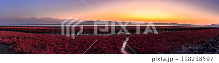 夕焼け光芒を浴びているシチメンソウ風景(七面草)「東よか干潟ビジターセンターひがさす(佐賀市」 118218597