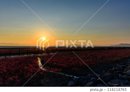 夕焼け光芒を浴びているシチメンソウ風景(七面草)「東よか干潟ビジターセンターひがさす(佐賀市」 118218765