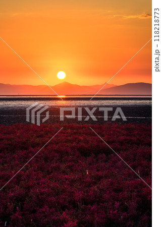 美しい夕焼け光芒を浴びているシチメンソウ風景(七面草)「東よか干潟ビジターセンターひがさす(佐賀市」 美しい夕焼け光芒を浴びているシチメンソウ風景(七面草)「東よか干潟ビジターセンターひがさす(佐賀市」 118218773