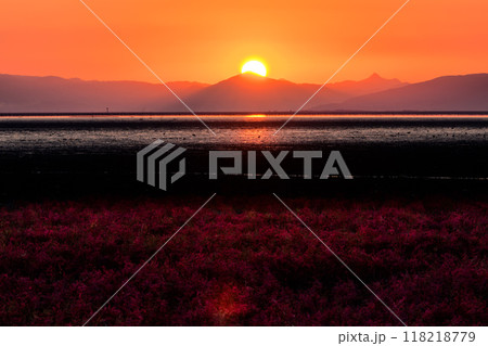 美しい夕焼け光芒を浴びているシチメンソウ風景(七面草)「東よか干潟ビジターセンターひがさす(佐賀市」 美しい夕焼け光芒を浴びているシチメンソウ風景(七面草)「東よか干潟ビジターセンターひがさす(佐賀市」 118218779