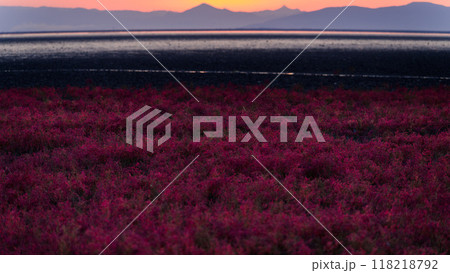 美しい夕焼け光芒を浴びているシチメンソウ風景(七面草)「東よか干潟ビジターセンターひがさす(佐賀市」 118218792