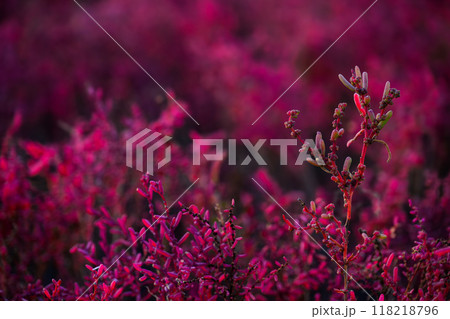 美しい夕焼け光芒を浴びているシチメンソウ風景(七面草)「東よか干潟ビジターセンターひがさす(佐賀市」 美しい夕焼け光芒を浴びているシチメンソウ風景(七面草)「東よか干潟ビジターセンターひがさす(佐賀市」 118218796