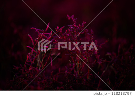 美しい夕焼け光芒を浴びているシチメンソウ風景(七面草)「東よか干潟ビジターセンターひがさす(佐賀市」 118218797